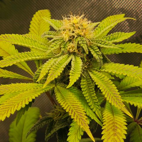 Curio smiling dog growlog timeline photo