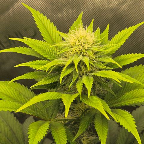 Don carlos  growlog timeline photo