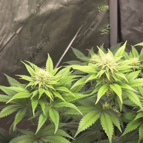 Don carlos  growlog timeline photo