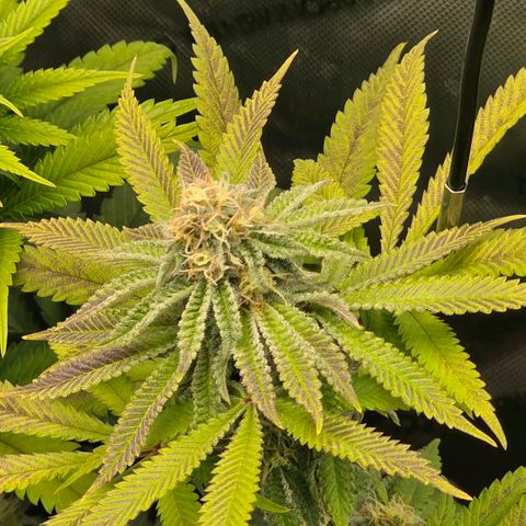 Curio smiling dog growlog timeline photo