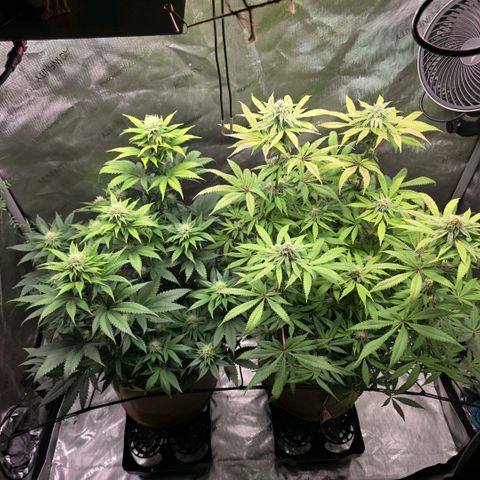 Curio smiling dog growlog timeline photo