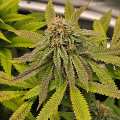 Curio smiling dog growlog photo: Two days after adding GG and I can some what see some kind of difference. But the density of this plant is absolutely amazing 