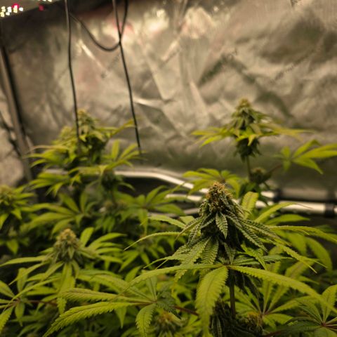 Curio smiling dog growlog photo: Two days after adding GG and I can some what see some kind of difference. But the density of this plant is absolutely amazing 