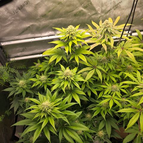 Curio smiling dog growlog photo: Two days after adding GG and I can some what see some kind of difference. But the density of this plant is absolutely amazing 