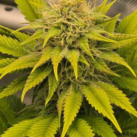 Curio smiling dog growlog photo: Two days after adding GG and I can some what see some kind of difference. But the density of this plant is absolutely amazing 