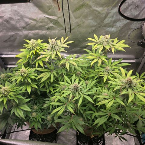 Curio smiling dog growlog photo: Damn this looks so goooooddd