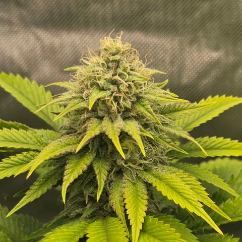 Curio smiling dog growlog photo: Damn this looks so goooooddd