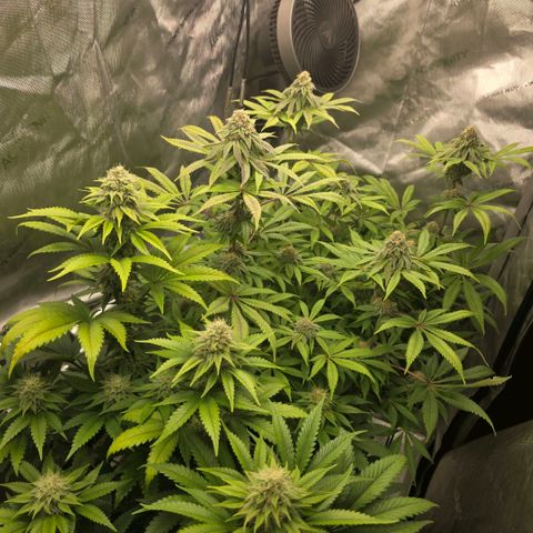 Curio smiling dog growlog photo: Damn this looks so goooooddd