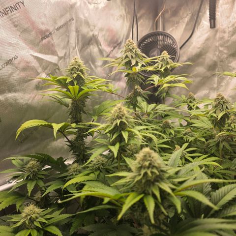 Curio smiling dog growlog photo: Damn this looks so goooooddd
