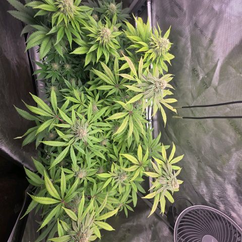 Curio smiling dog growlog photo: Damn this looks so goooooddd
