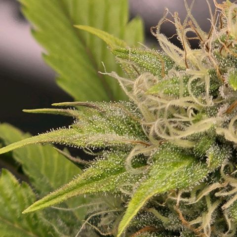 Curio smiling dog growlog photo: Damn this looks so goooooddd