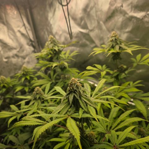 Curio smiling dog growlog photo: Damn this looks so goooooddd