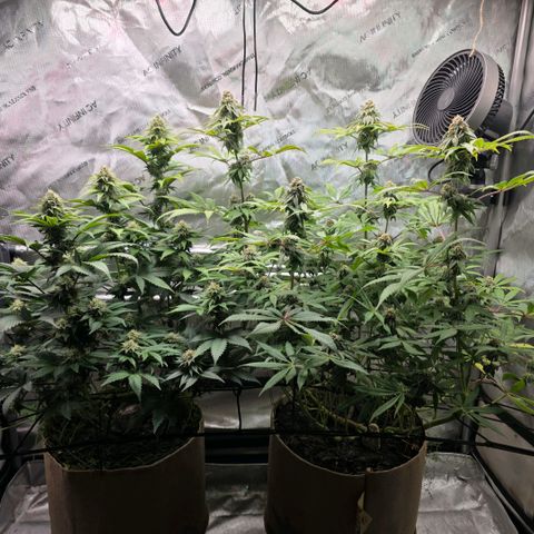 Curio smiling dog growlog timeline photo