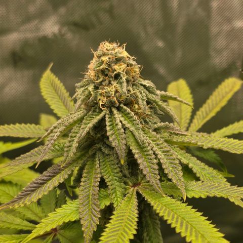 Curio smiling dog growlog timeline photo