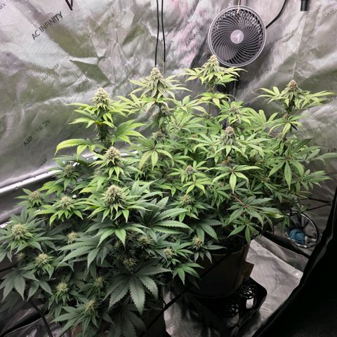 Curio smiling dog growlog timeline photo