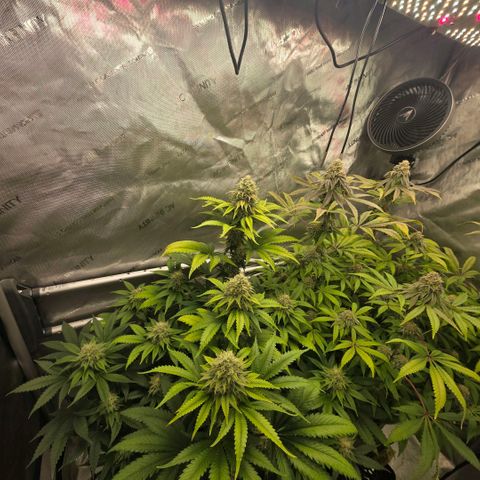 Curio smiling dog growlog timeline photo