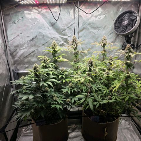 Curio smiling dog growlog timeline photo