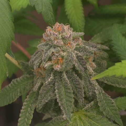Curio smiling dog growlog photo: Smiling dogs getting ready harvest and the don should be right behind need those amber tri and more cloudy on the bottom nugs. Impressed and happy with the outcome long 4 months.