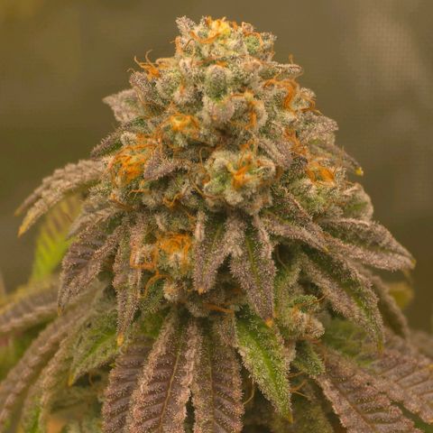 Curio smiling dog growlog photo: Smiling dogs getting ready harvest and the don should be right behind need those amber tri and more cloudy on the bottom nugs. Impressed and happy with the outcome long 4 months.