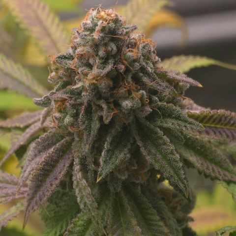 Curio smiling dog growlog photo: Smiling dogs getting ready harvest and the don should be right behind need those amber tri and more cloudy on the bottom nugs. Impressed and happy with the outcome long 4 months.