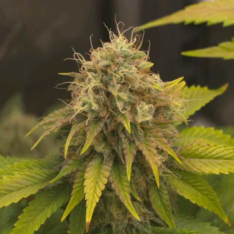 Curio smiling dog growlog photo: Smiling dogs getting ready harvest and the don should be right behind need those amber tri and more cloudy on the bottom nugs. Impressed and happy with the outcome long 4 months.
