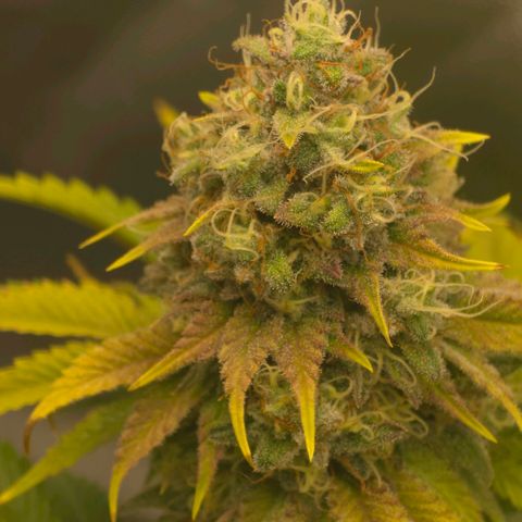 Curio smiling dog growlog photo: Smiling dogs getting ready harvest and the don should be right behind need those amber tri and more cloudy on the bottom nugs. Impressed and happy with the outcome long 4 months.