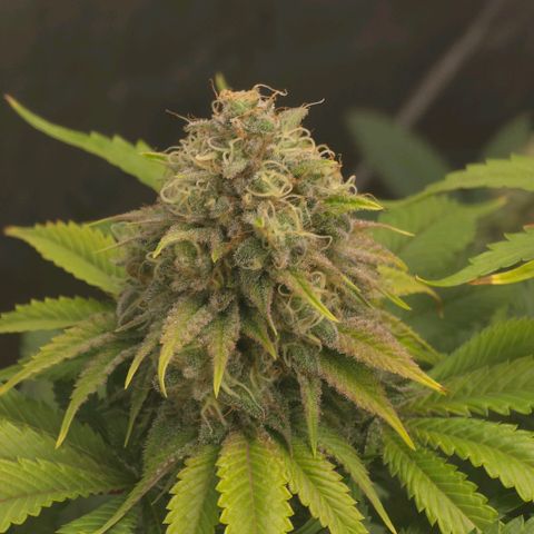 Curio smiling dog growlog photo: Smiling dogs getting ready harvest and the don should be right behind need those amber tri and more cloudy on the bottom nugs. Impressed and happy with the outcome long 4 months.