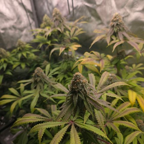 Curio smiling dog growlog photo: Smiling dogs getting ready harvest and the don should be right behind need those amber tri and more cloudy on the bottom nugs. Impressed and happy with the outcome long 4 months.