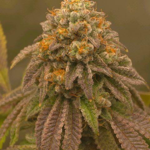 Curio smiling dog growlog photo: Smiling dogs getting ready harvest and the don should be right behind need those amber tri and more cloudy on the bottom nugs. Impressed and happy with the outcome long 4 months.