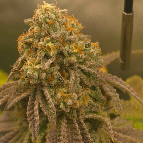 Curio smiling dog growlog photo: Smiling dogs getting ready harvest and the don should be right behind need those amber tri and more cloudy on the bottom nugs. Impressed and happy with the outcome long 4 months.