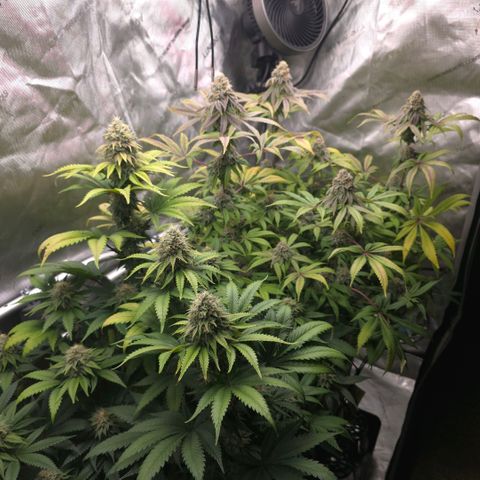 Curio smiling dog growlog photo: Smiling dogs getting ready harvest and the don should be right behind need those amber tri and more cloudy on the bottom nugs. Impressed and happy with the outcome long 4 months.