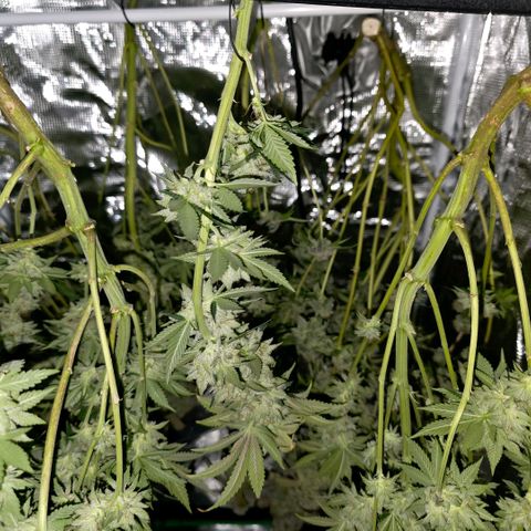 Curio smiling dog growlog photo: Hung up and drying 