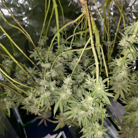 Curio smiling dog growlog photo: Hung up and drying 