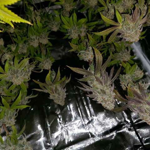 Curio smiling dog growlog photo: Hung up and drying 