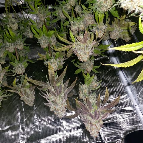 Curio smiling dog growlog photo: Hung up and drying 