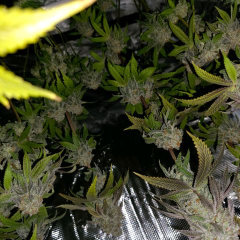 Curio smiling dog growlog photo: Hung up and drying 