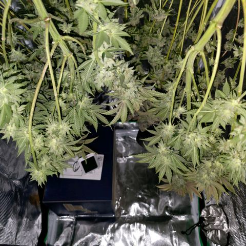 Curio smiling dog growlog photo: Hung up and drying 