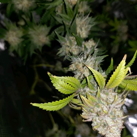 Curio smiling dog growlog photo: Hung up and drying 