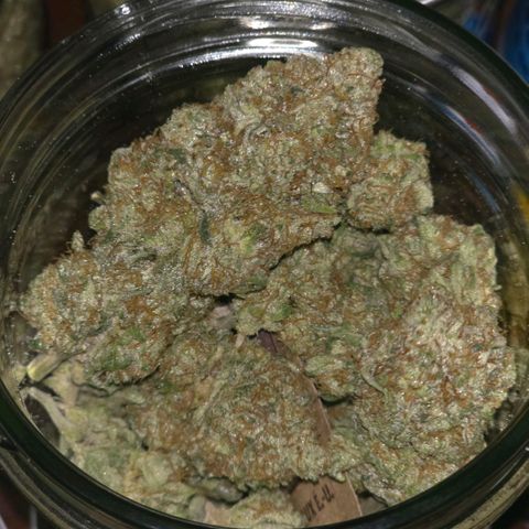 Don carlos  growlog photo: Curing for 5 days now and at a consistent 55-60 humidity and temp at 70-68 F°