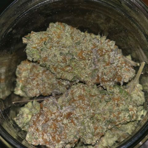 Curio smiling dog growlog photo: 55-60% humidity for 5 days in jars 