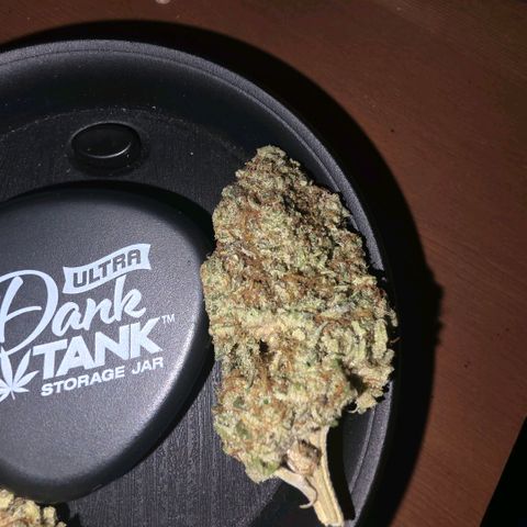 Don carlos  growlog timeline photo