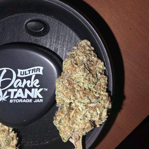 Don carlos  growlog timeline photo