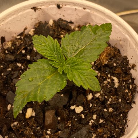 Alaskan Purple growlog timeline photo