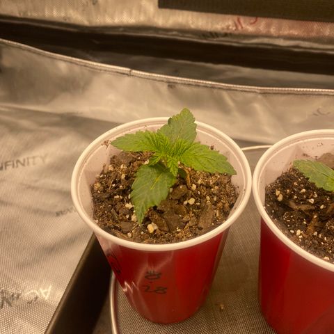 Alaskan Purple growlog timeline photo