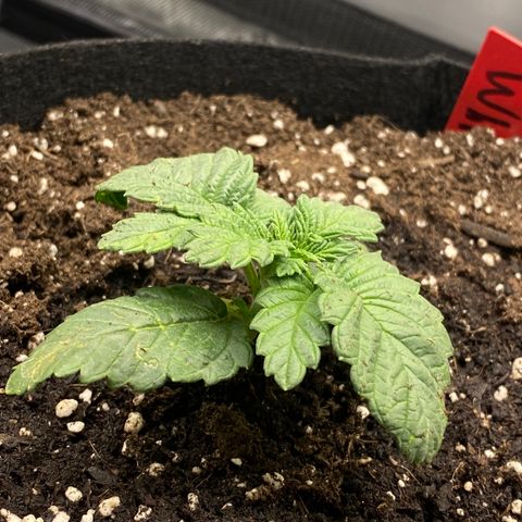 White Widow growlog timeline photo