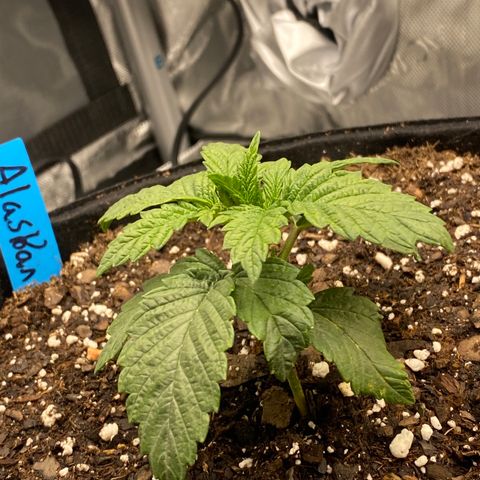 Alaskan Purple growlog timeline photo