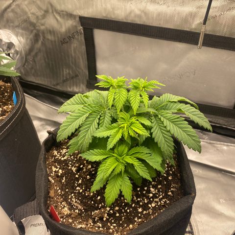 White Widow growlog timeline photo