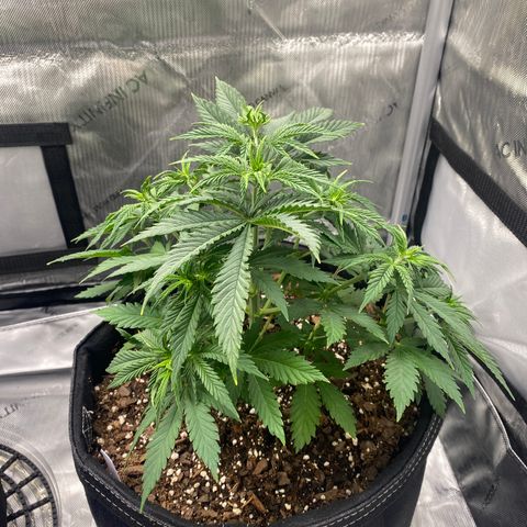 White Widow growlog timeline photo