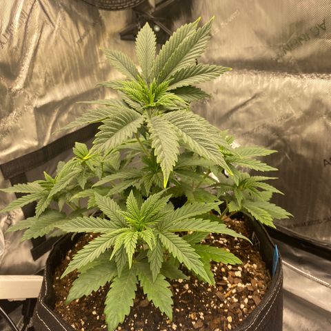 White Widow growlog timeline photo