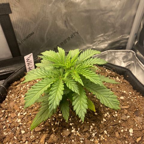 White Widow growlog timeline photo